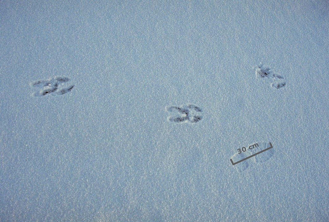 moose tracks on ice