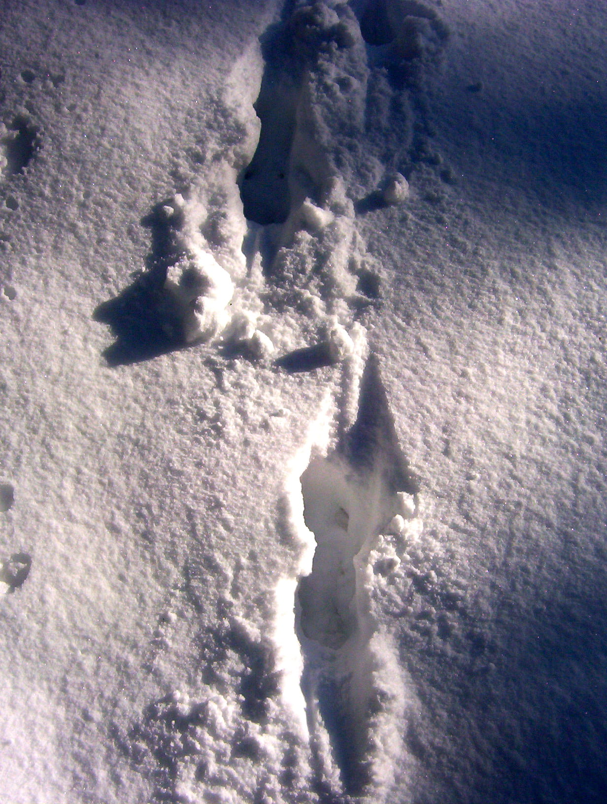 moose tracks in snow