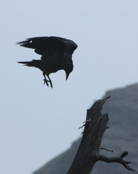 raven landing on dead tree