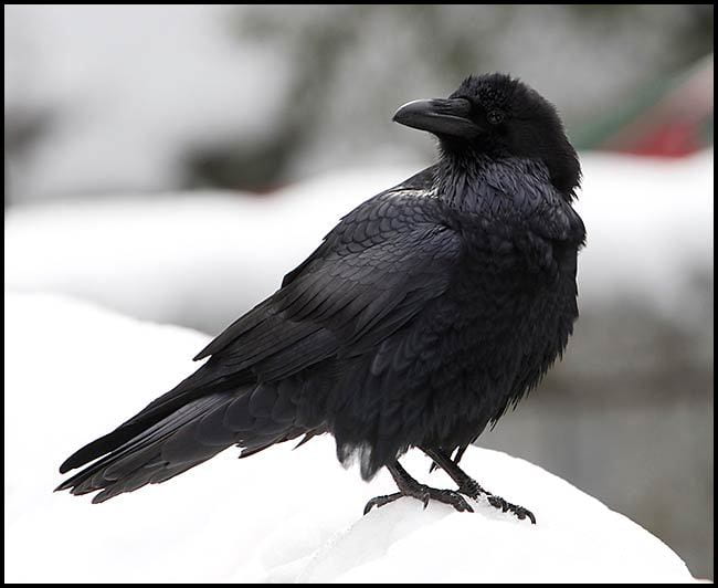 raven in snow