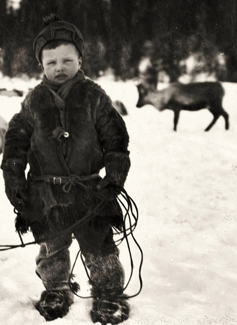 Saami child herding reindeer