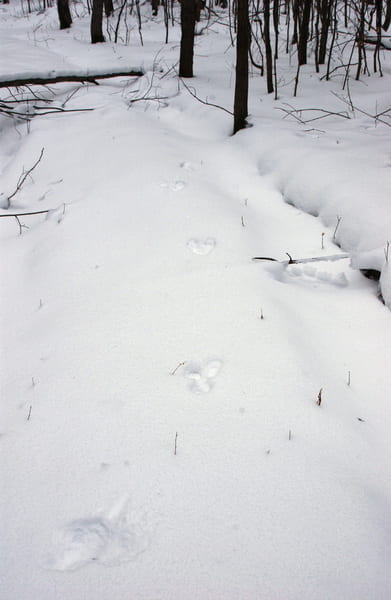 snowshoe hare tracks in snow