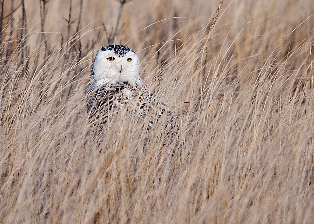 snowy owl in grass