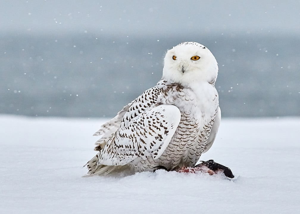 snowy owl on ground