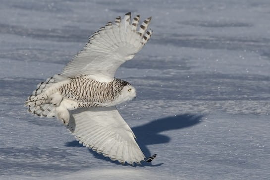 snowy owl in flight