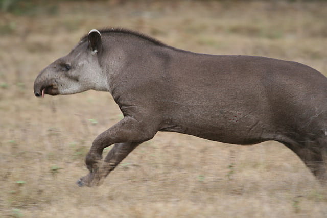 tapir running through dry grass