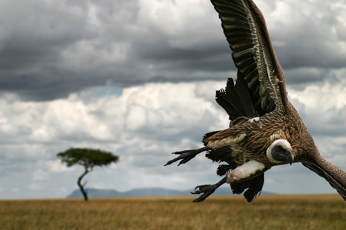 African vulture in flight
