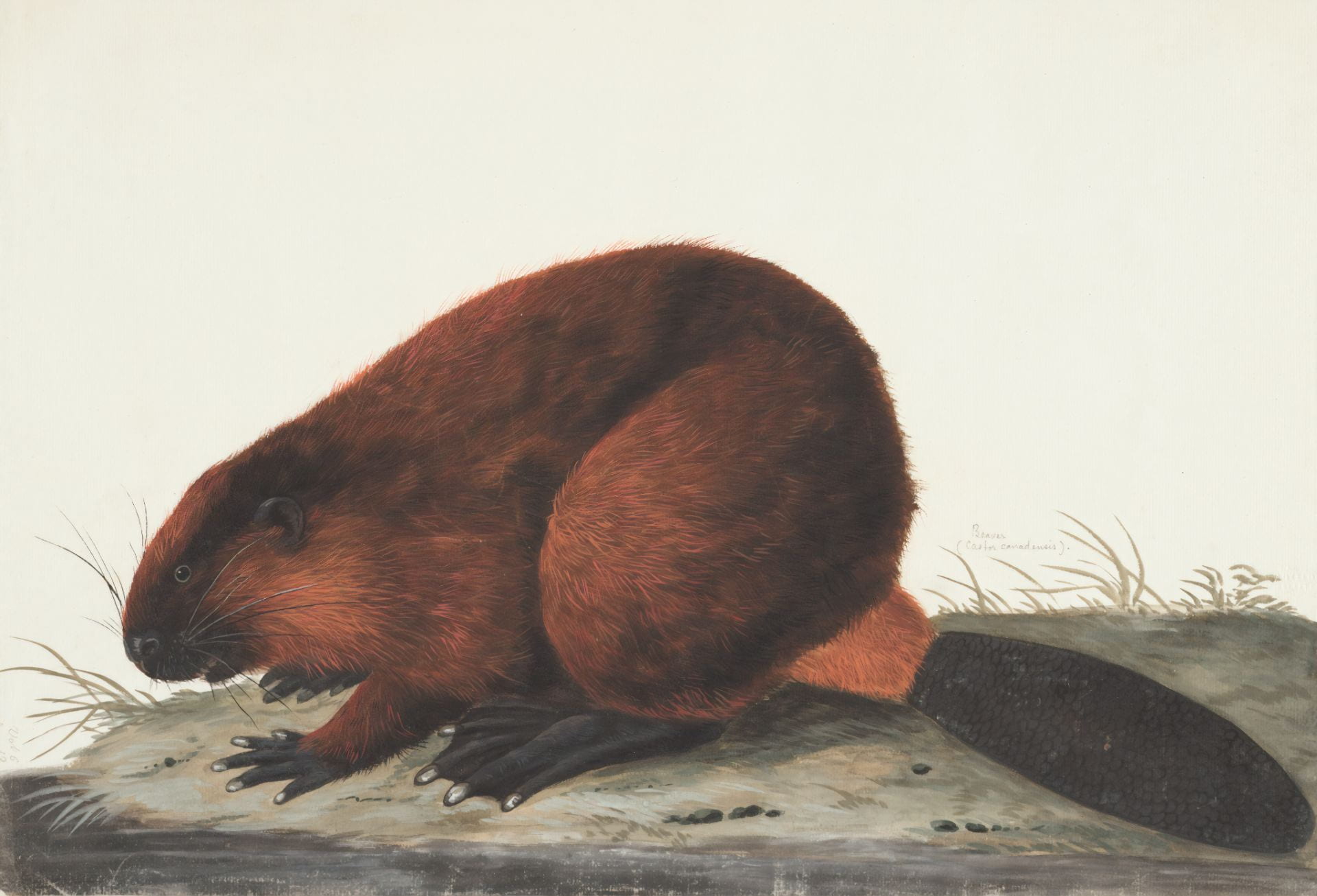 beaver painting