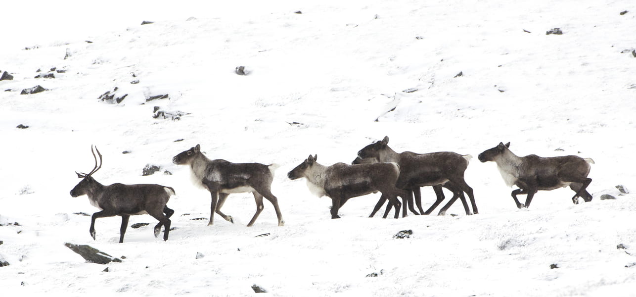 small caribou herd in snow