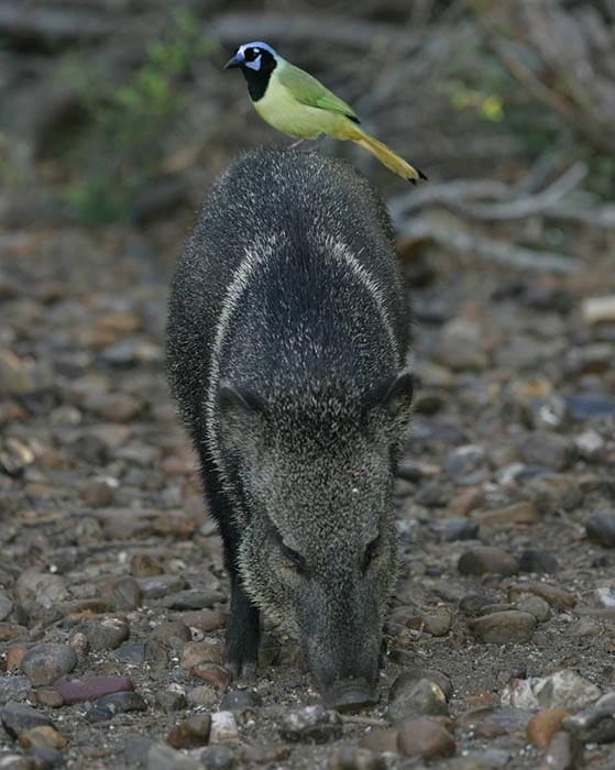 green jay perched on collared peccary