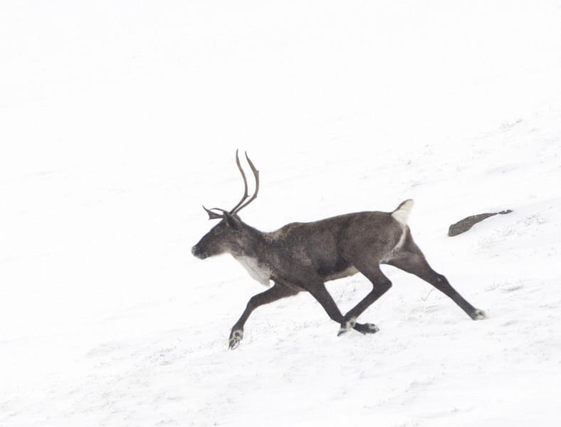 caribou running in snow