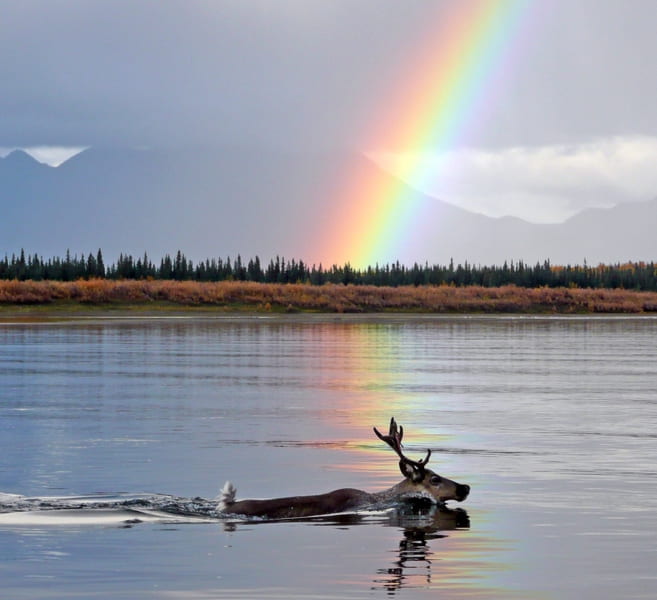 caribou (reindeer) swimming in lake with rainbow