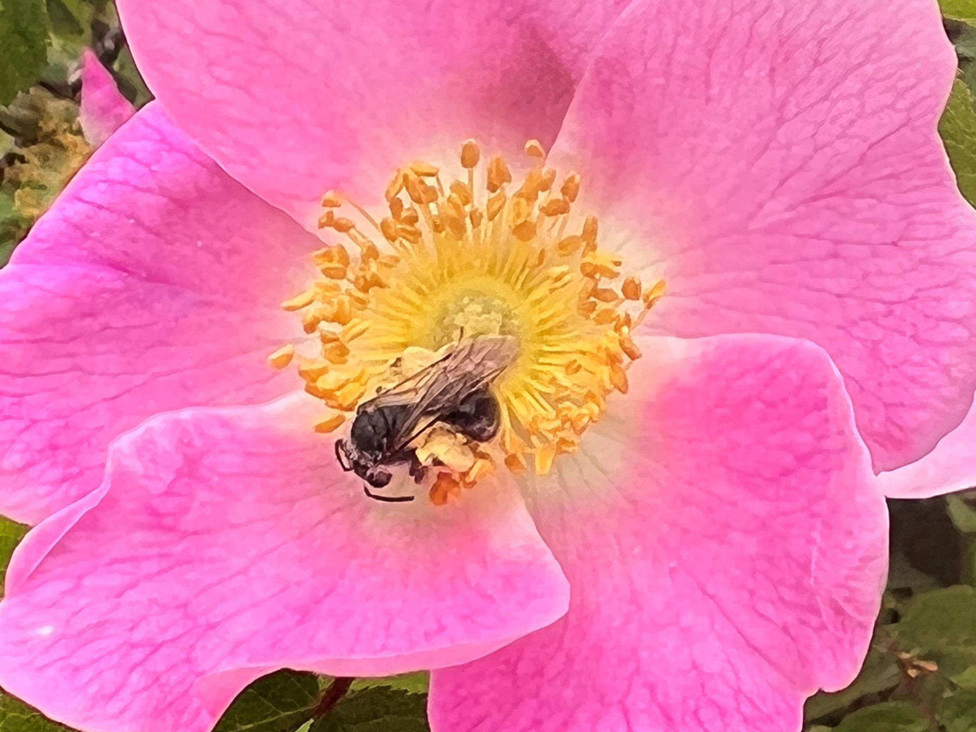 bee gathering nectar in wild rose flower