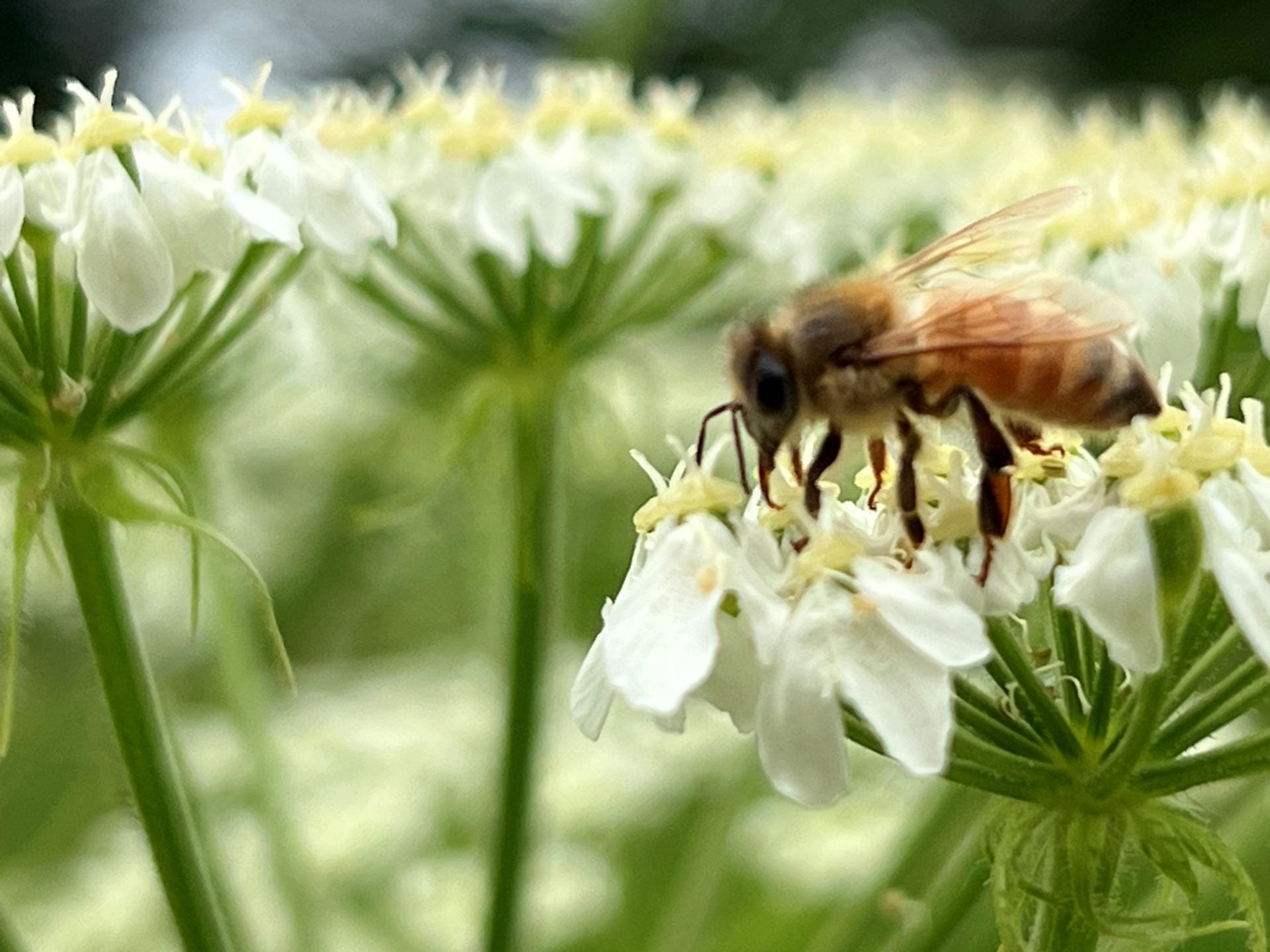 bee sipping nectar from cow parsnip flower