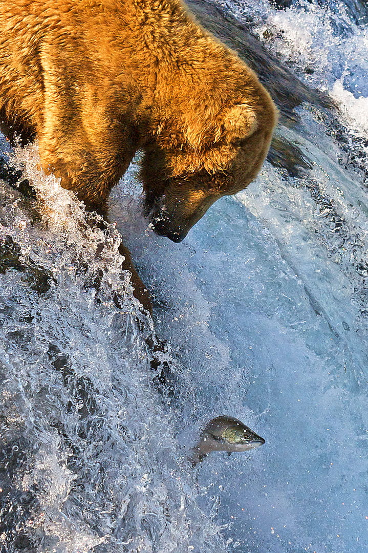 brown bear in river with leaping salmon