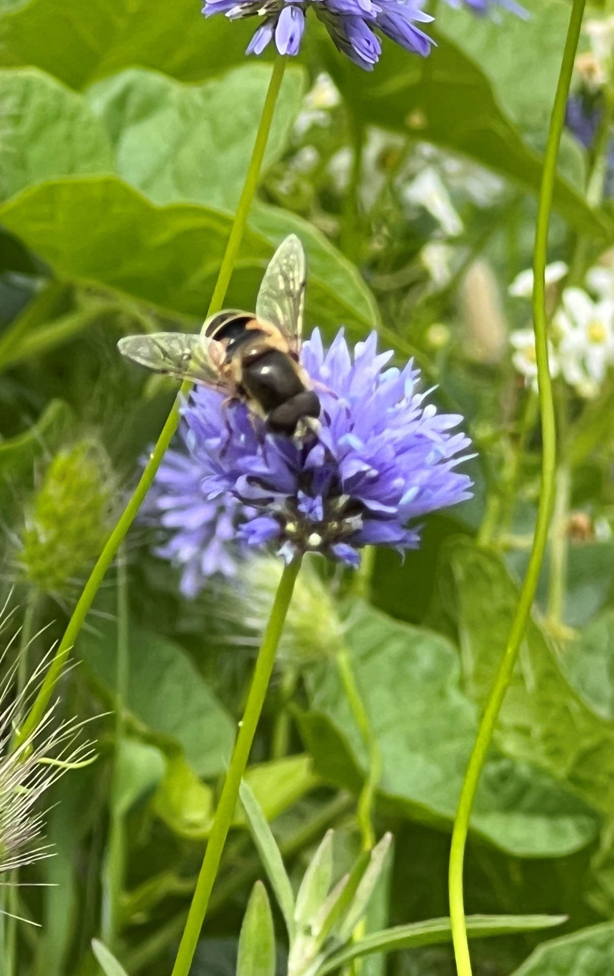 bee on blue flower