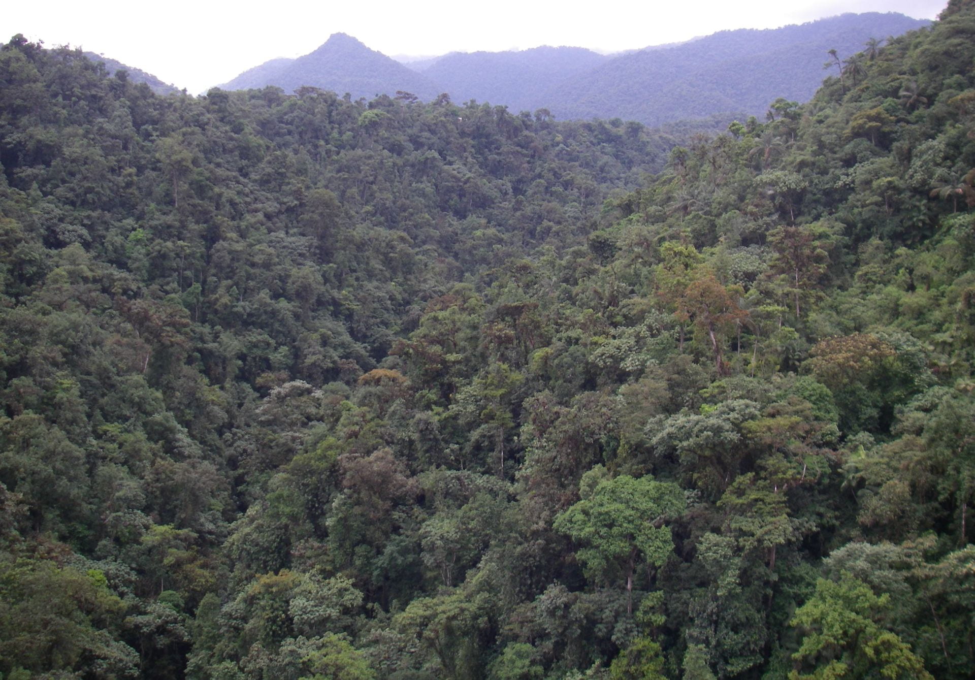 Amazon rainforest Mindo Ecuador