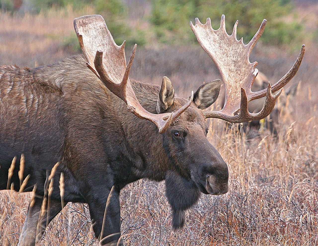 bull moose in autumn
