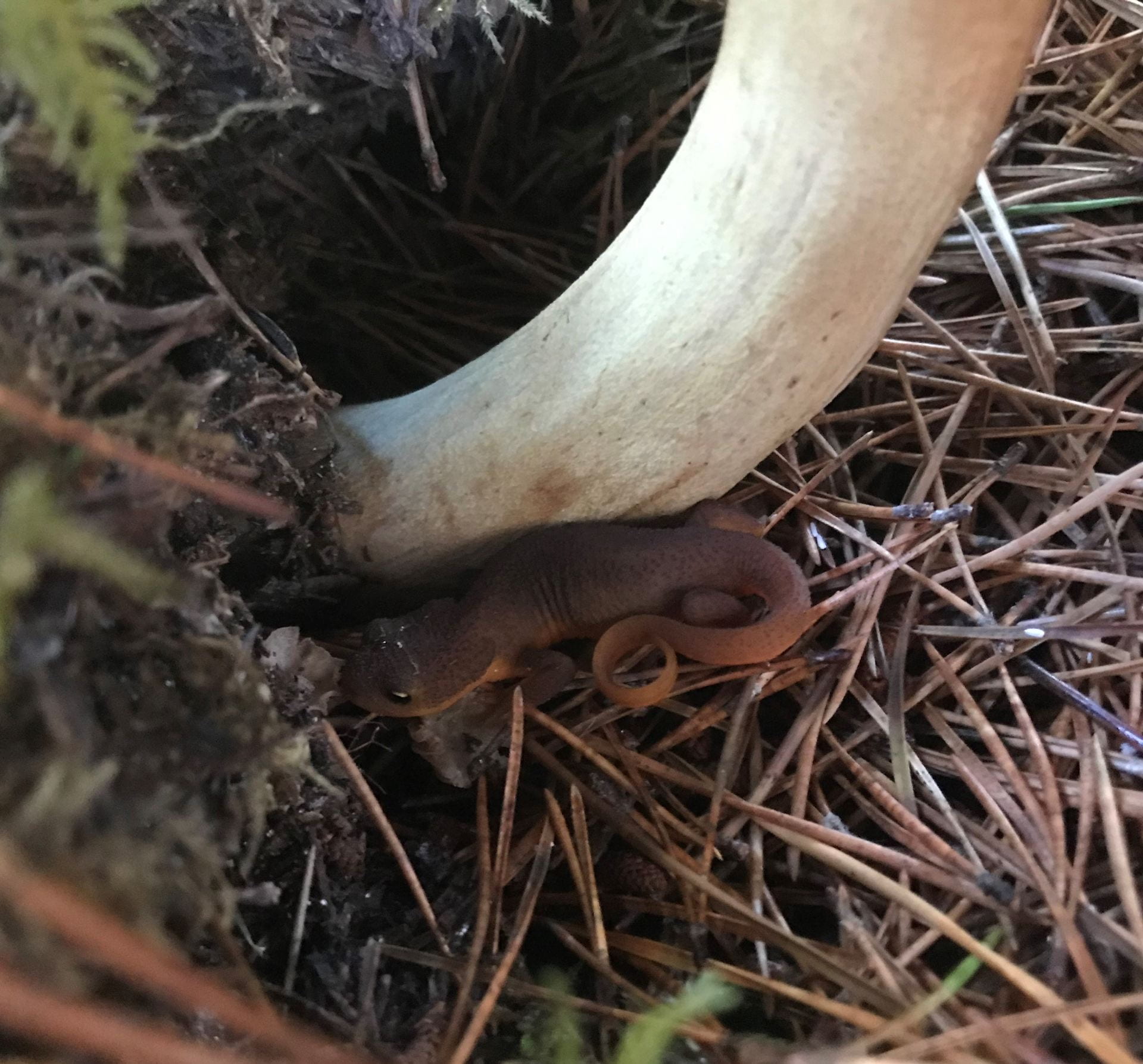 newt under mushroom