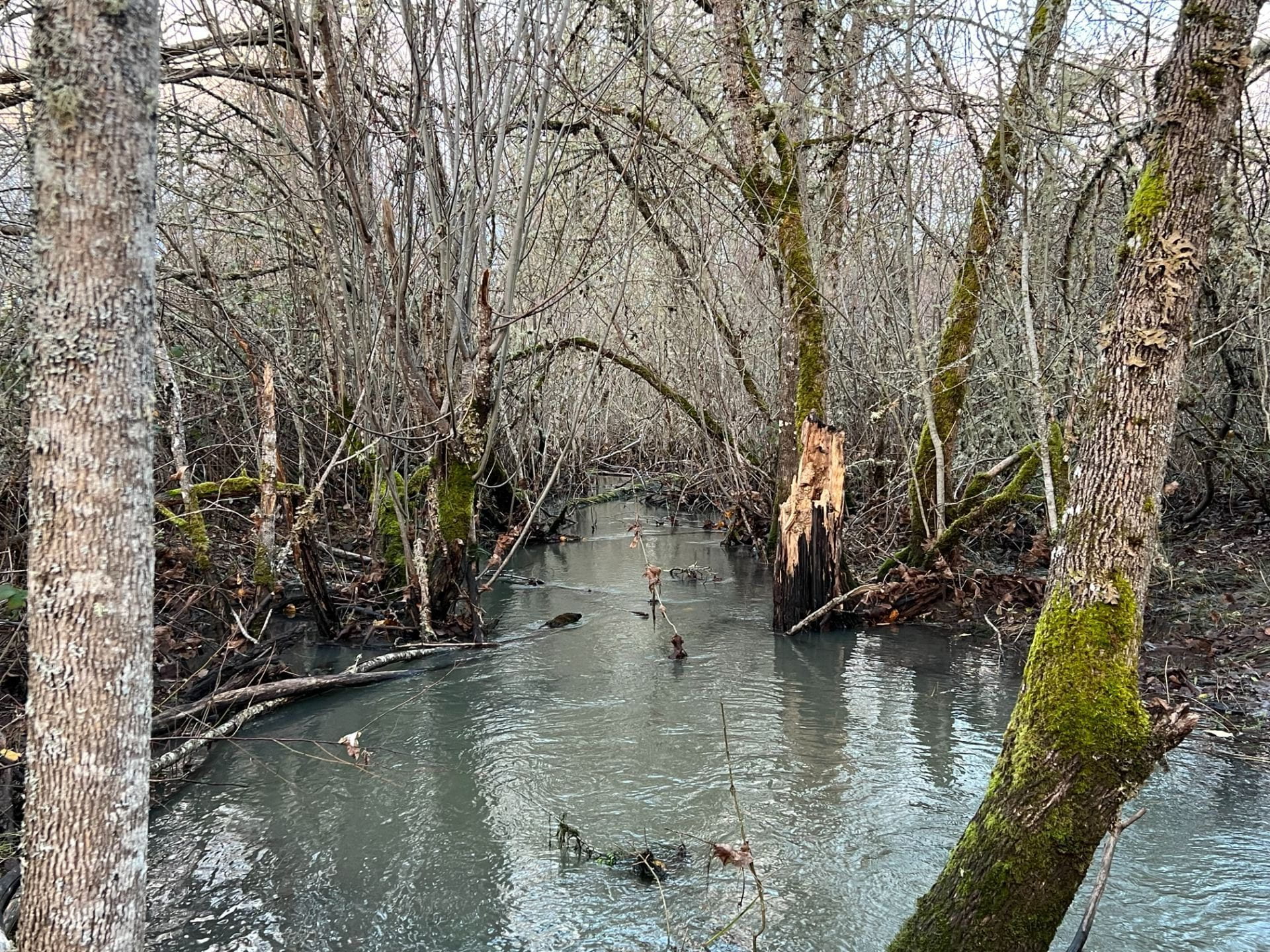 swamp in winter