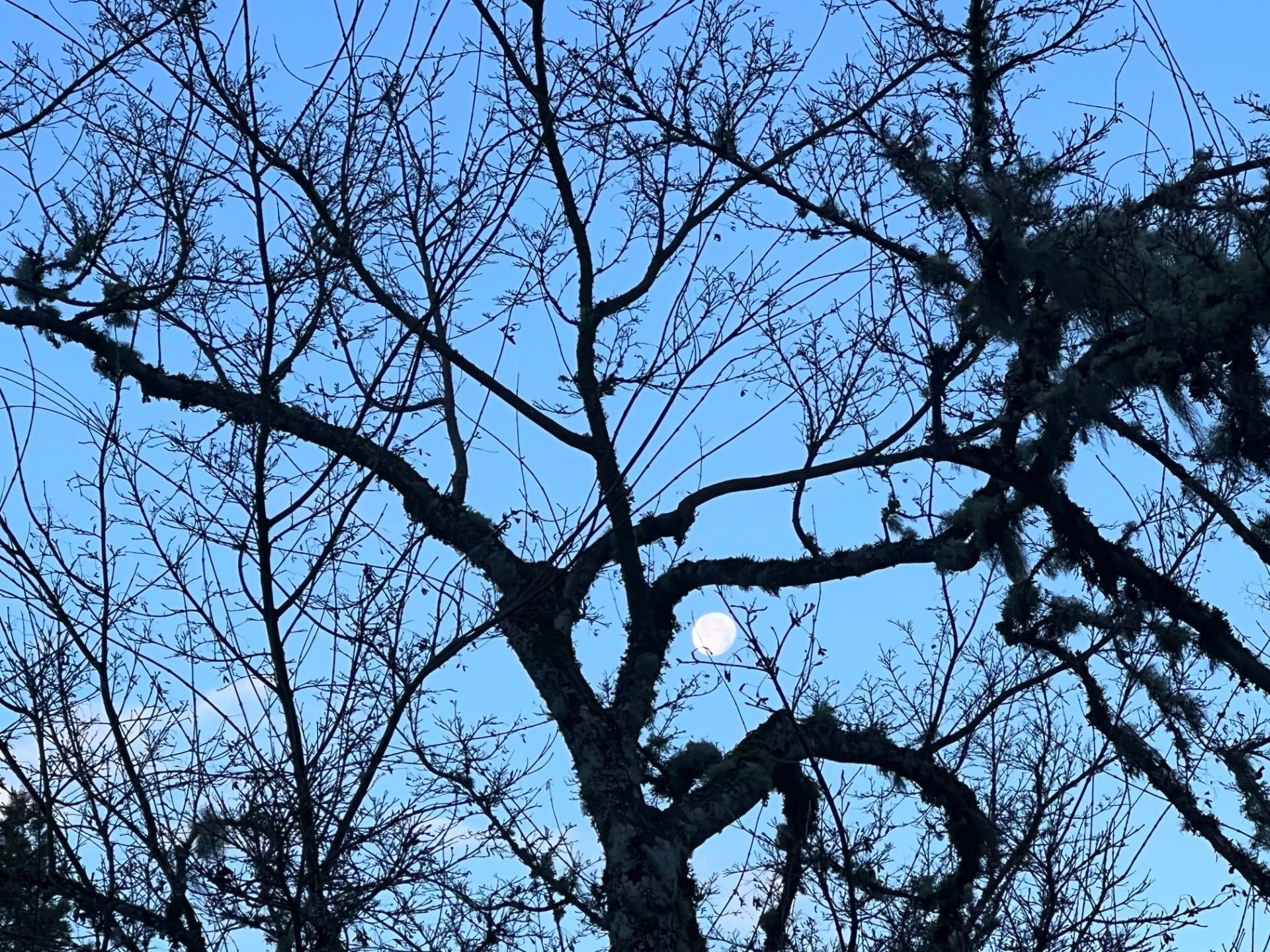 moon in bare branches