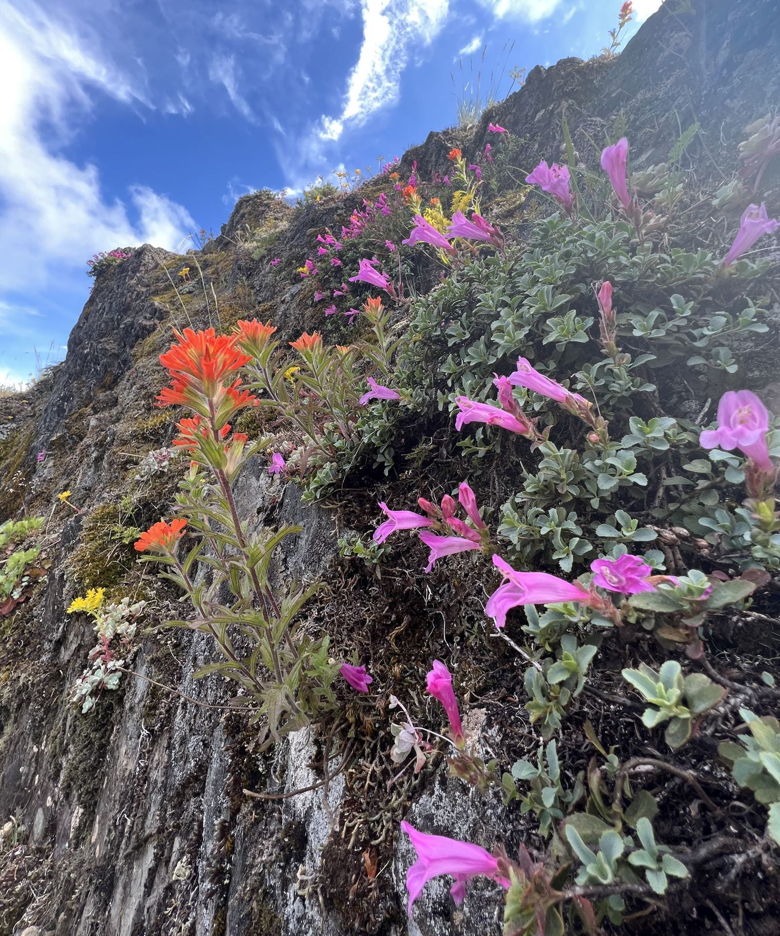wild flowers on rock