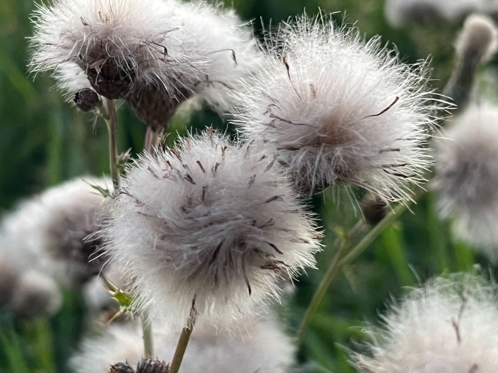 thistle seed heads
