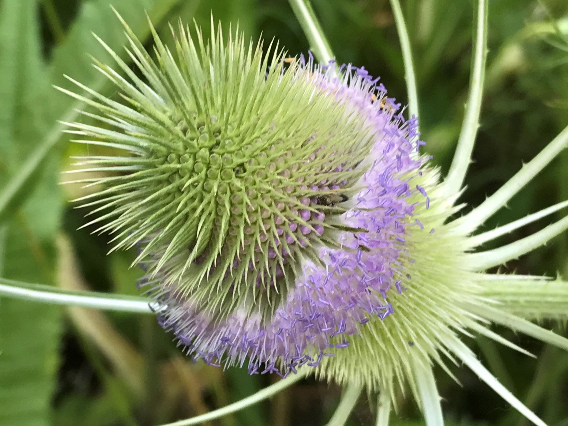 thistle head blooming