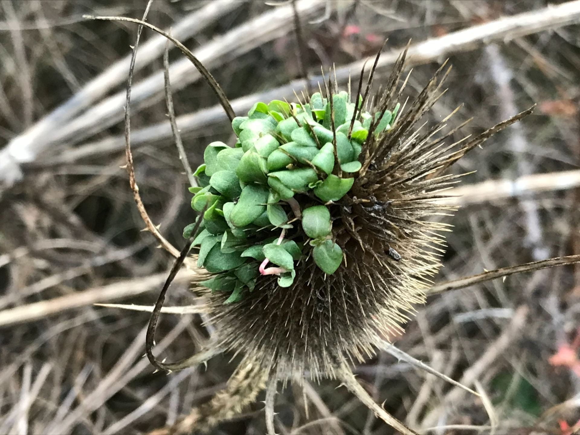 dry thistle head with plant colony