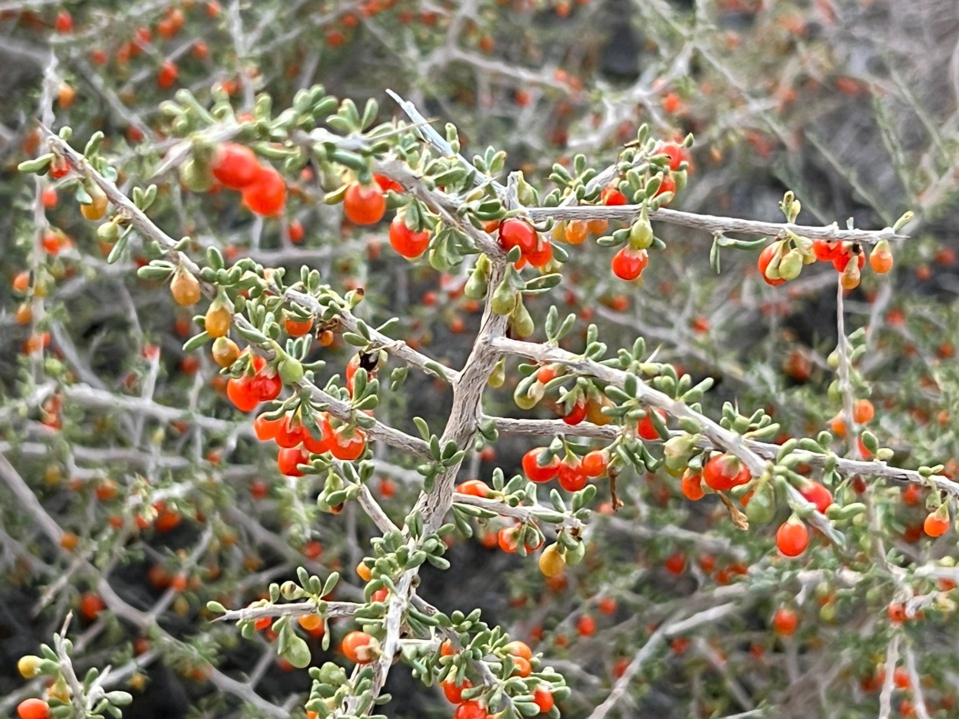 desert plant with berries