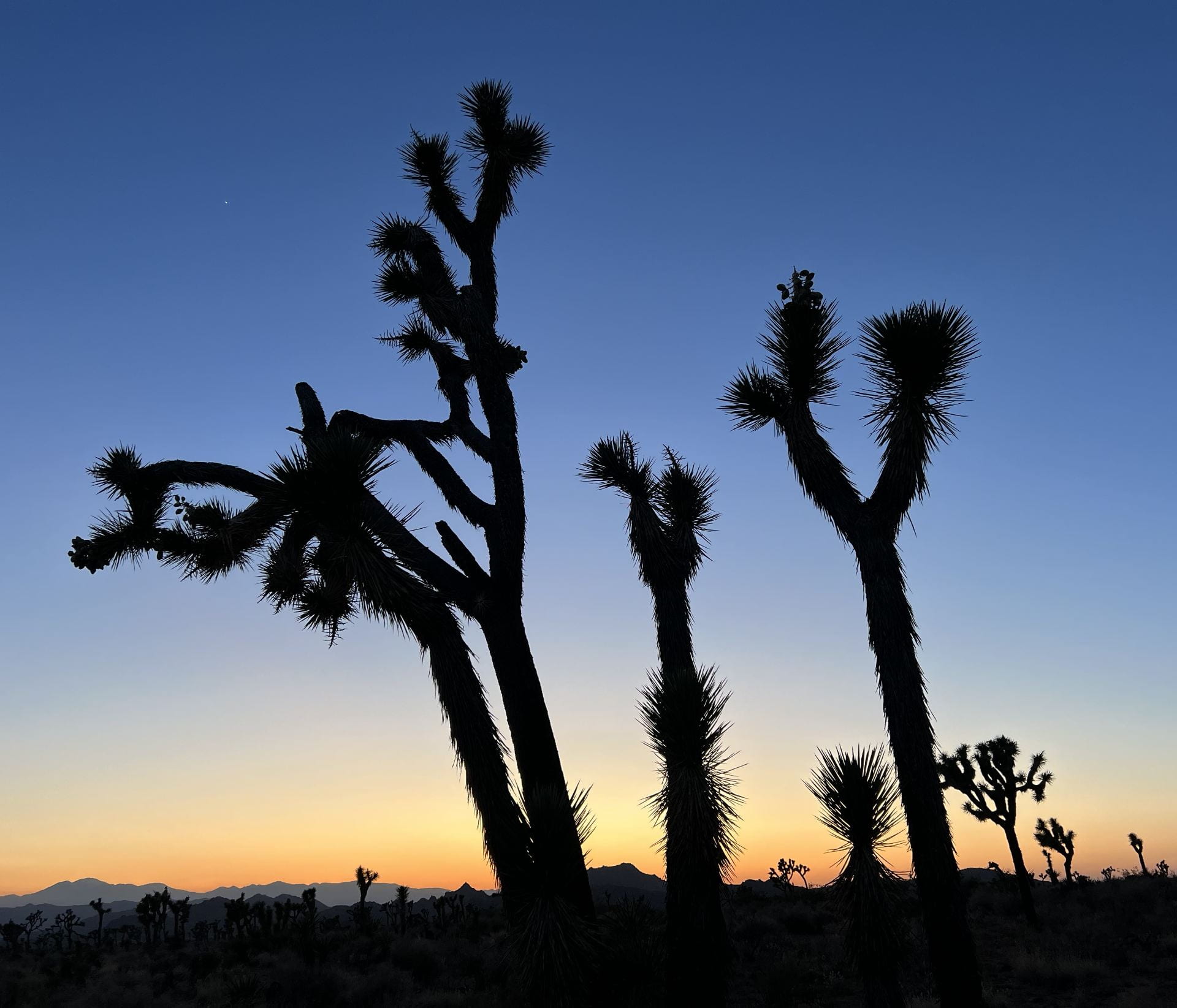 joshua tree forest at sunset