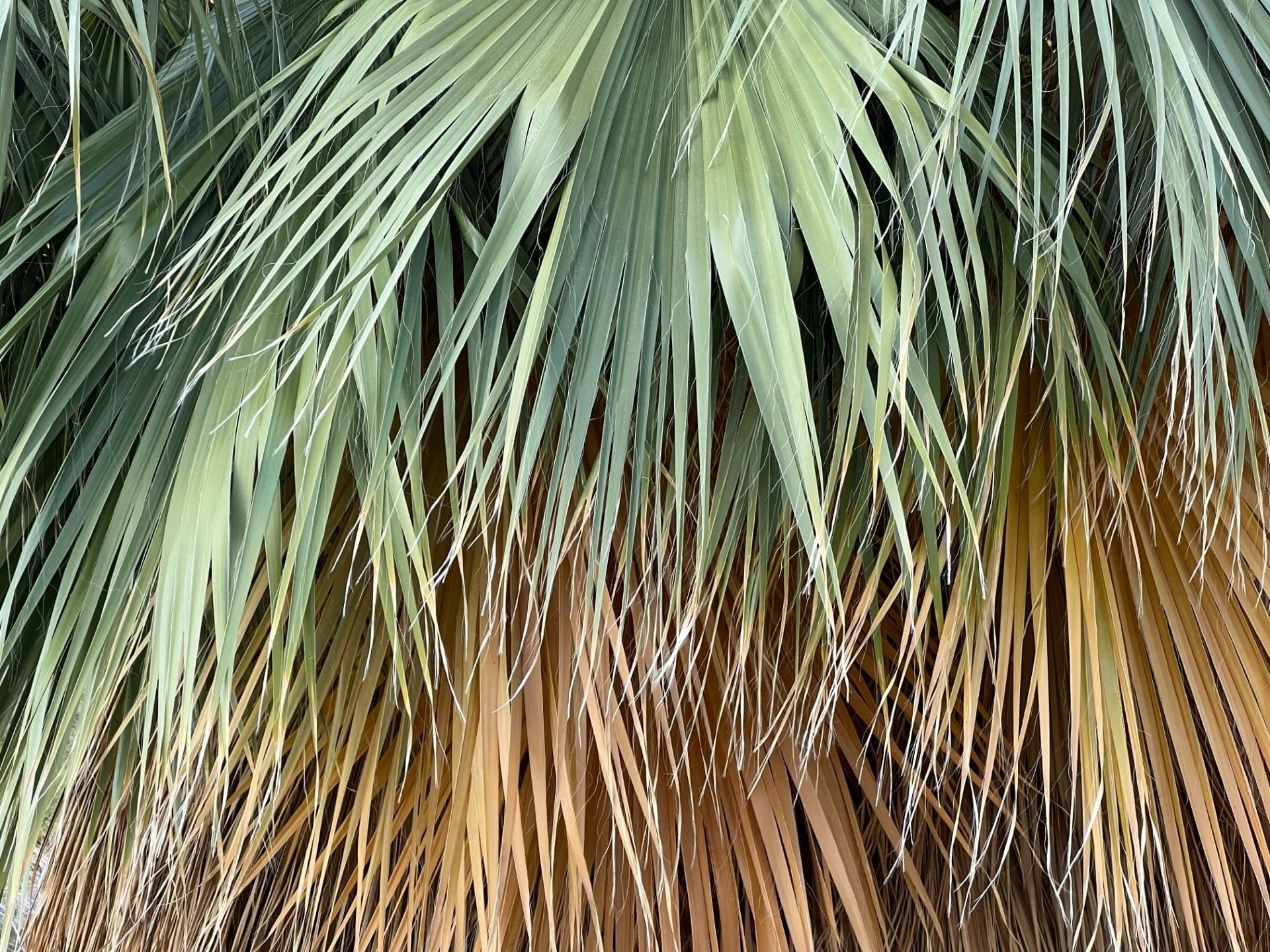 fan palm tree fronds