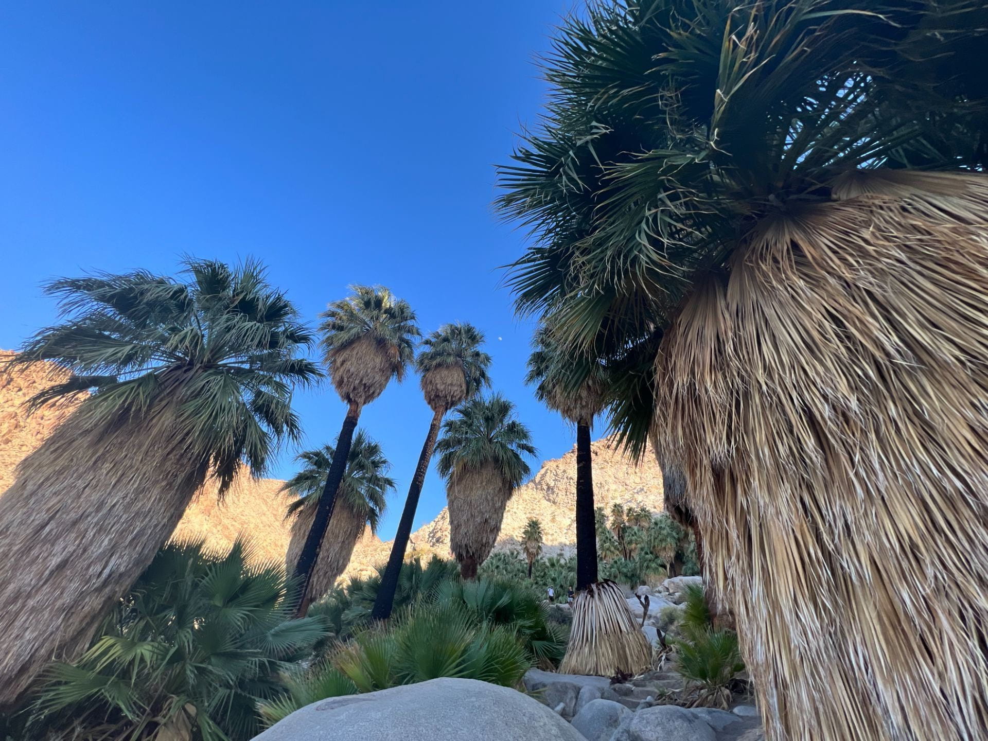 desert oasis with fan palms in Joshua Tree