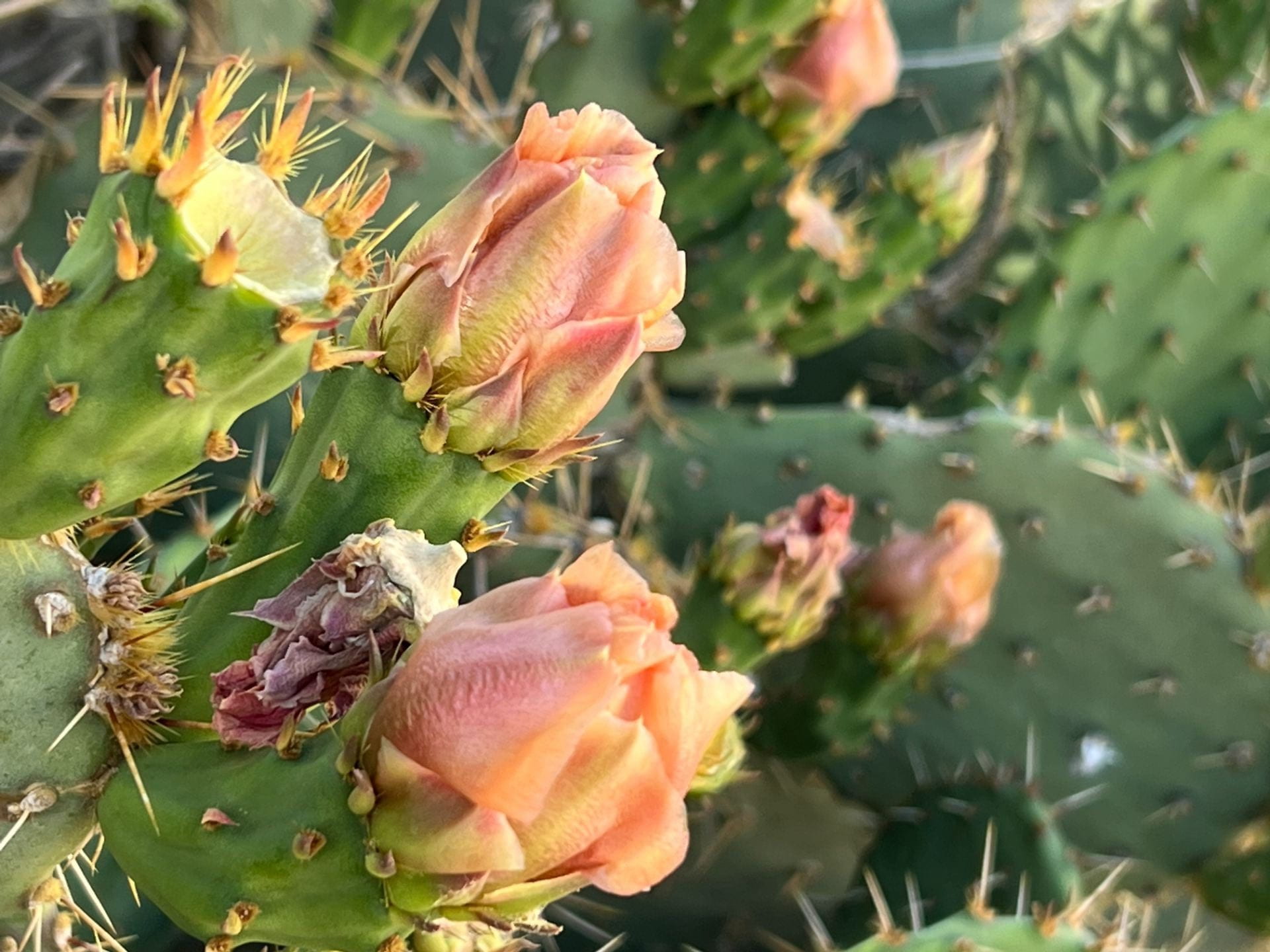 prickly pear cactus flowers