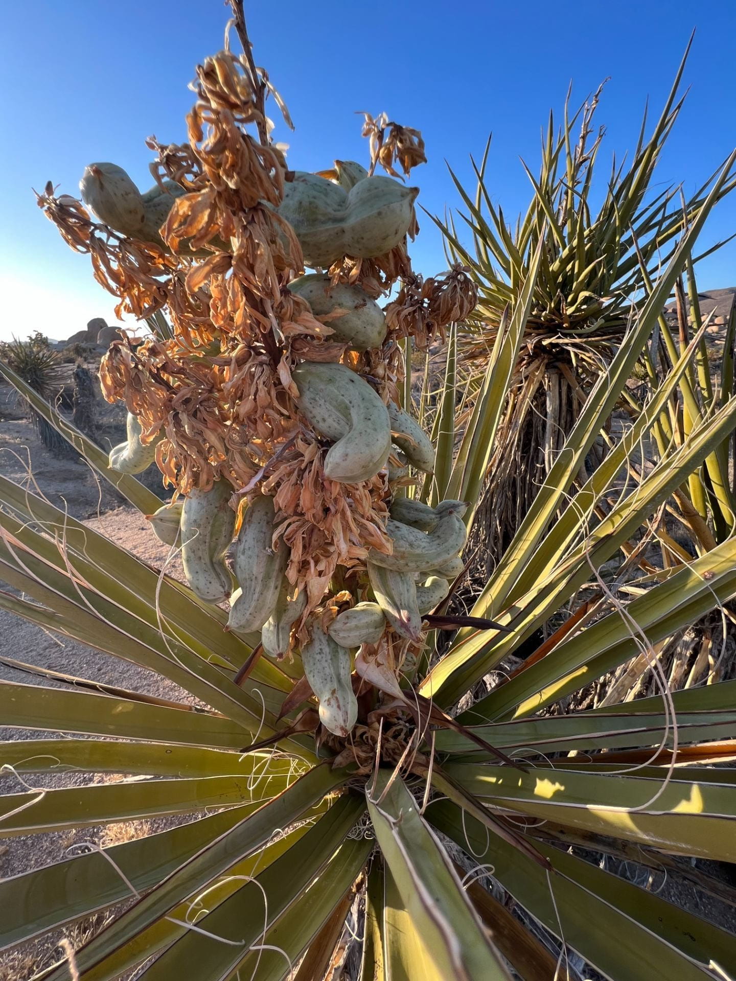 yucca plant with fruit