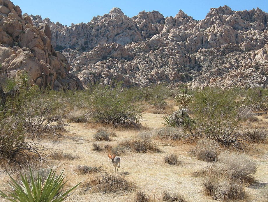 black-tailed jackrabbit running in Mohave Desert