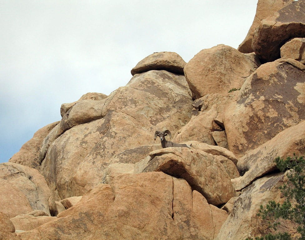 bighorn sheep on rocks