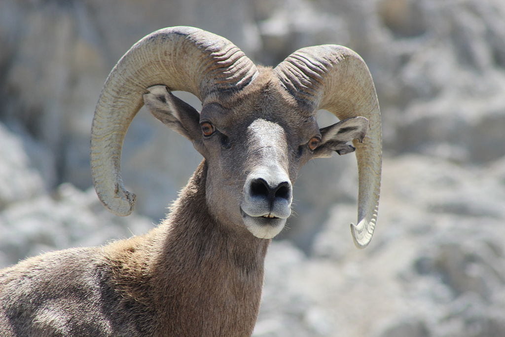 bighorn sheep horns closeup