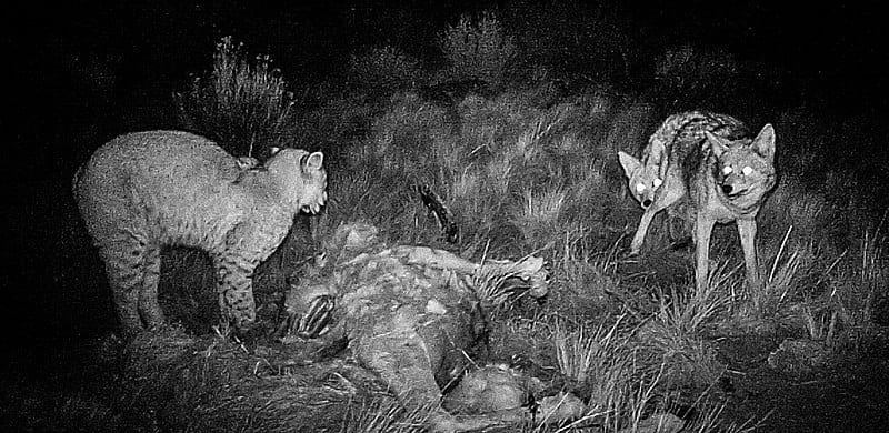bobcat defending carcass against coyotes