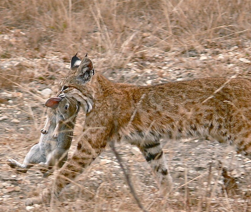 bobcat carrying rabbit in mouth
