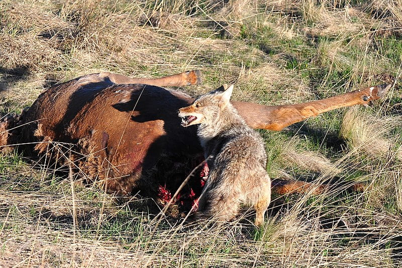 coyote with elk carcass