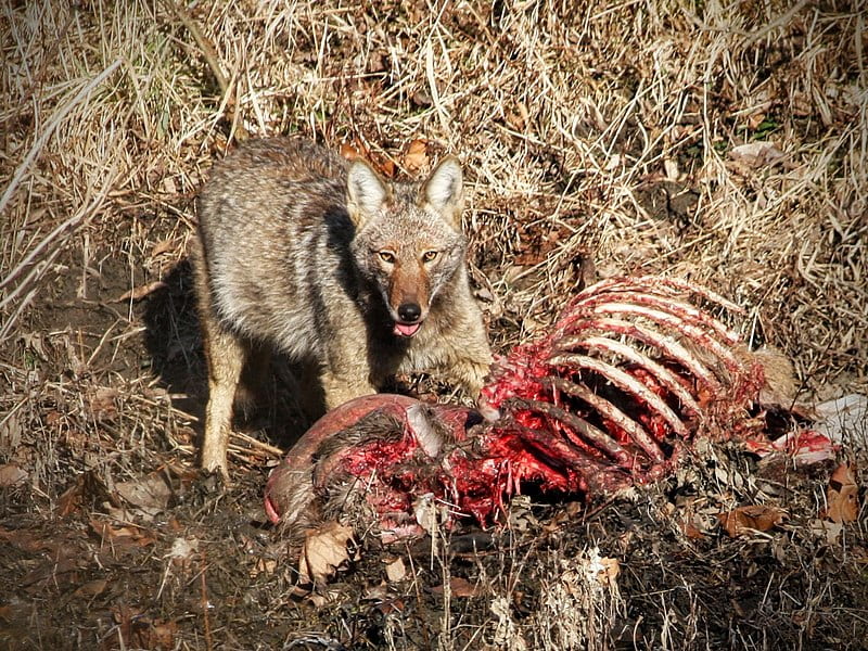 coyote with deer carcass