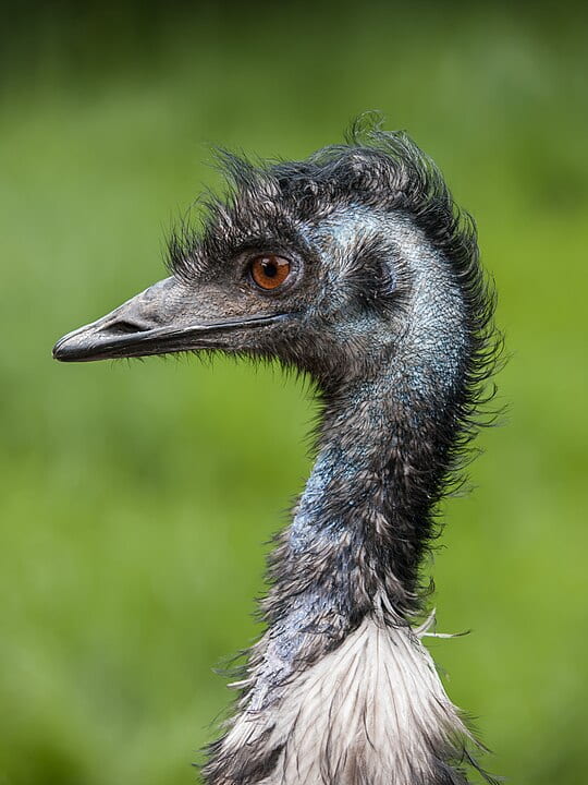 emu head and neck profile