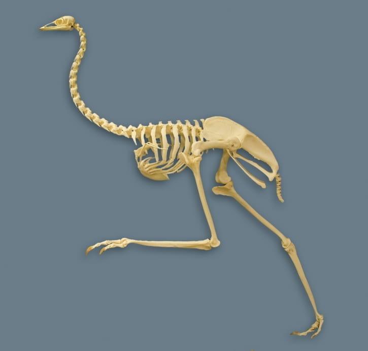 emu skeleton in running position