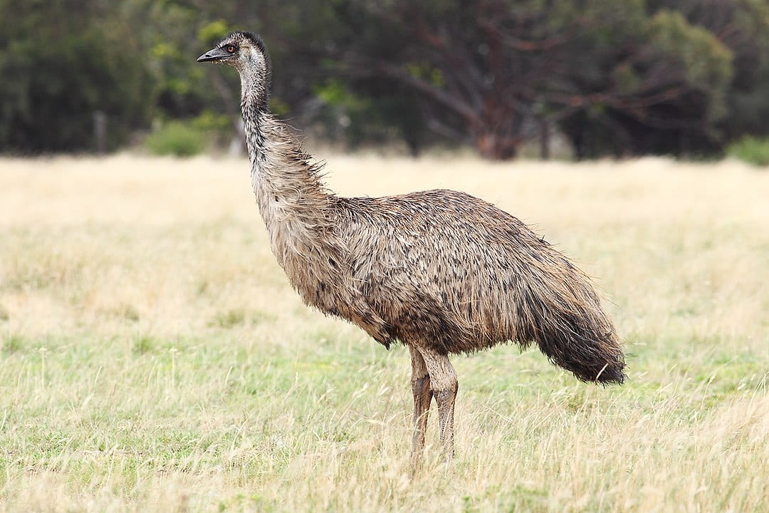 emu in grassland with woods