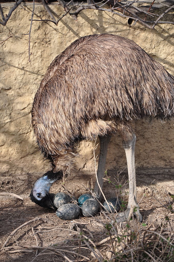 emu with eggs