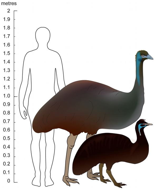 adult emu size compared to adult human