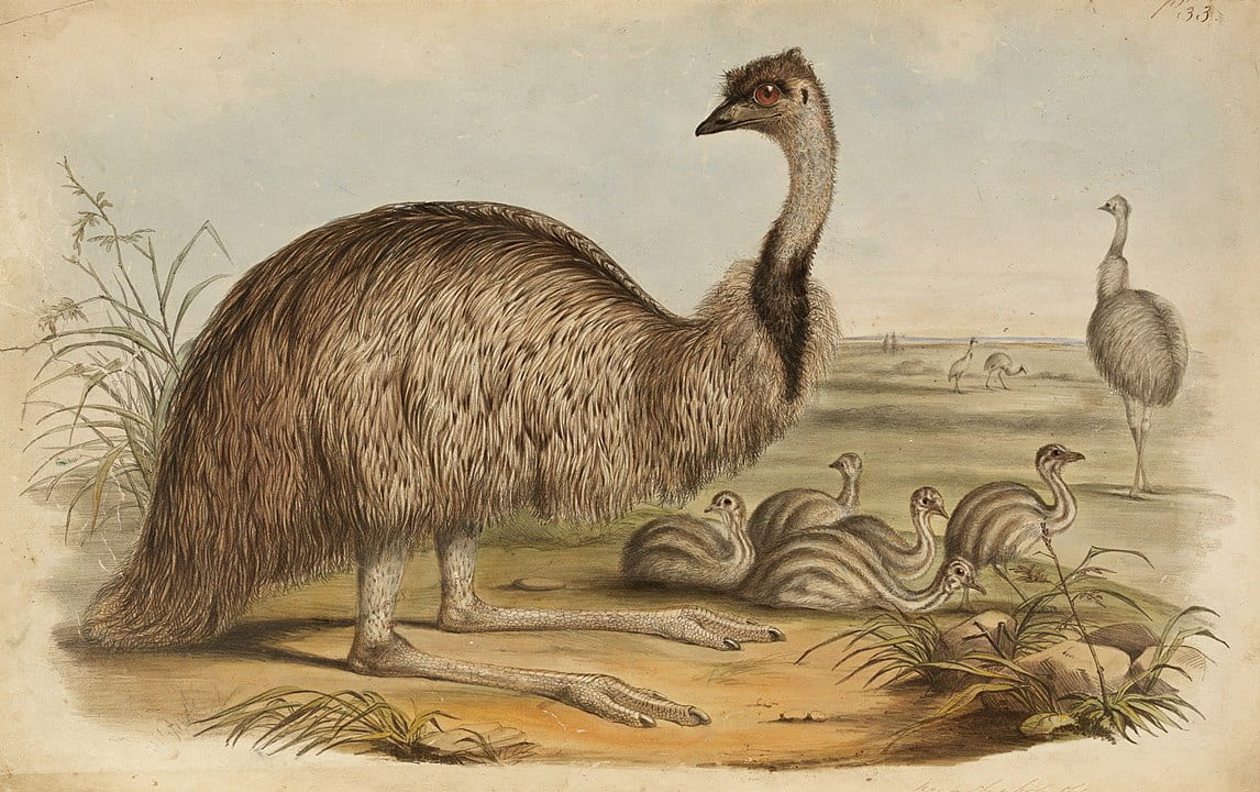 emu and chicks