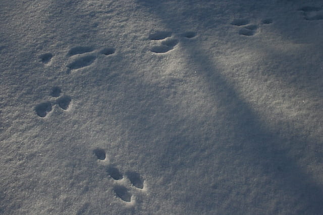 rabbit tracks in snow