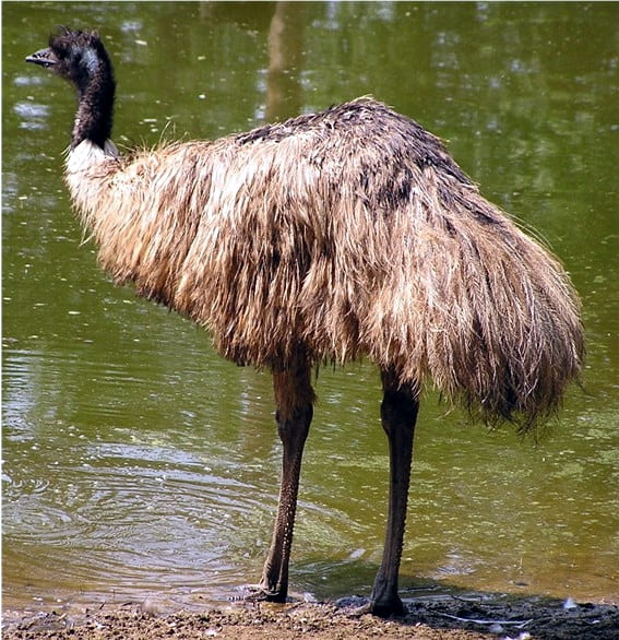 emu standing in water